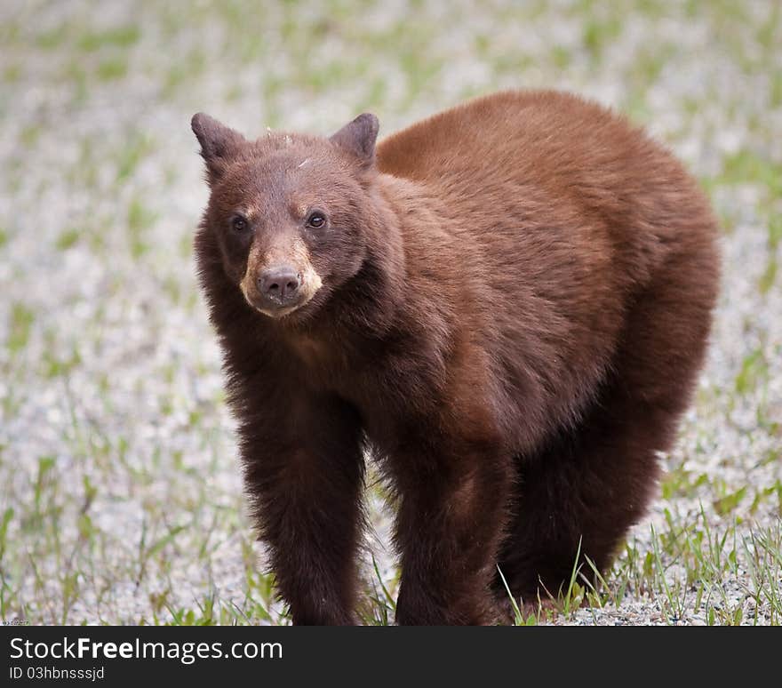 Brown bear in Banff national park