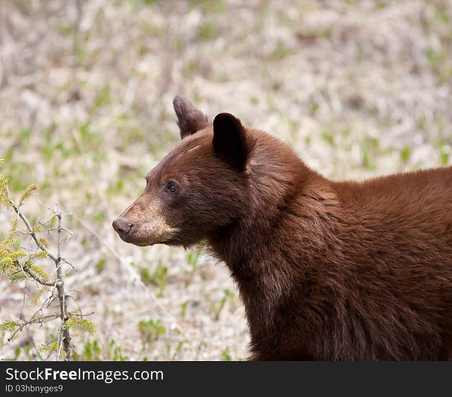 Brown bear in Banff national park