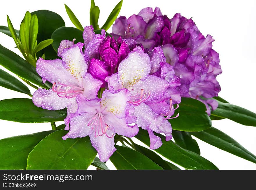 Pink rhododendron flowers on white