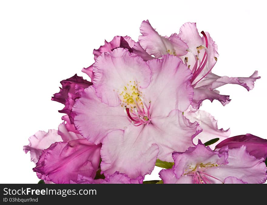 Pink rhododendron flowers on white