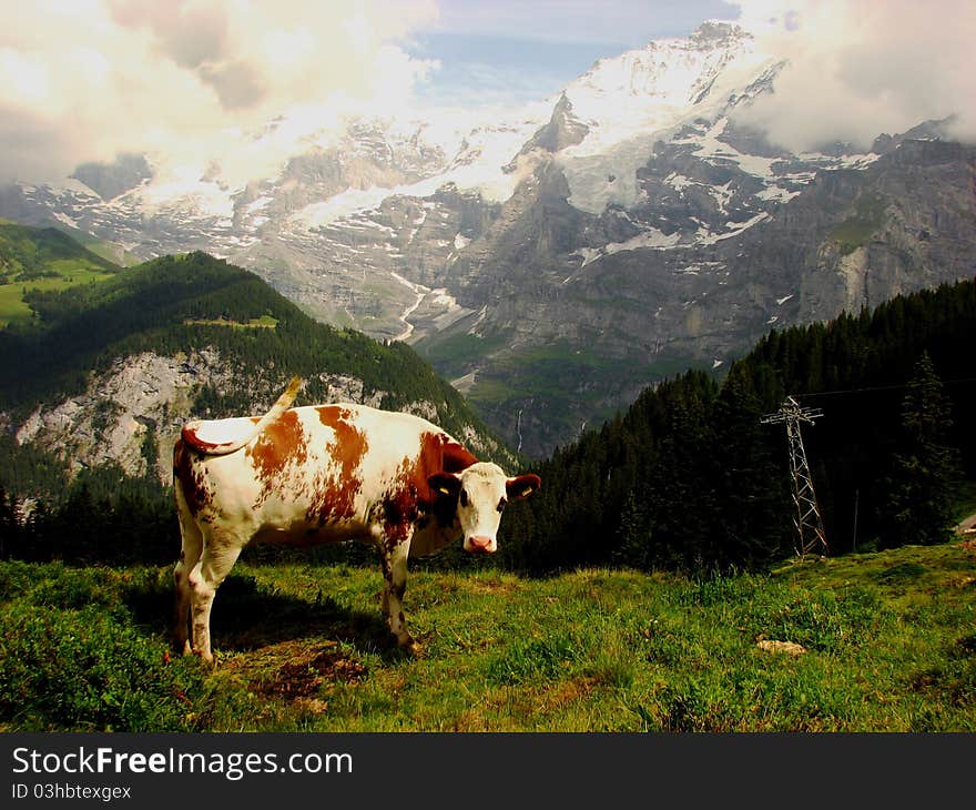 Cow And Snow Capped Mountains In Switzerland