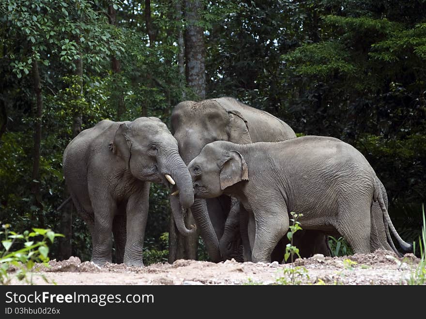 A group of three elephants playing together. A group of three elephants playing together