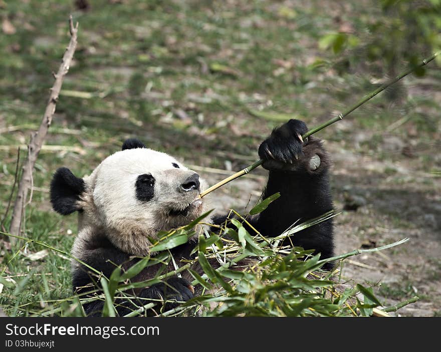 Giant panda