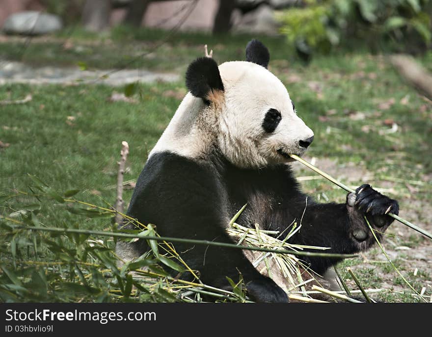 Giant Panda