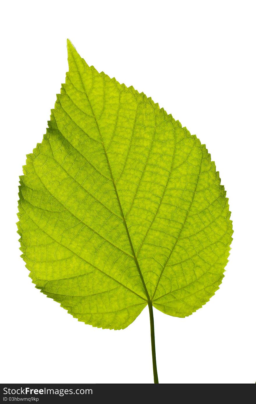 Leaf