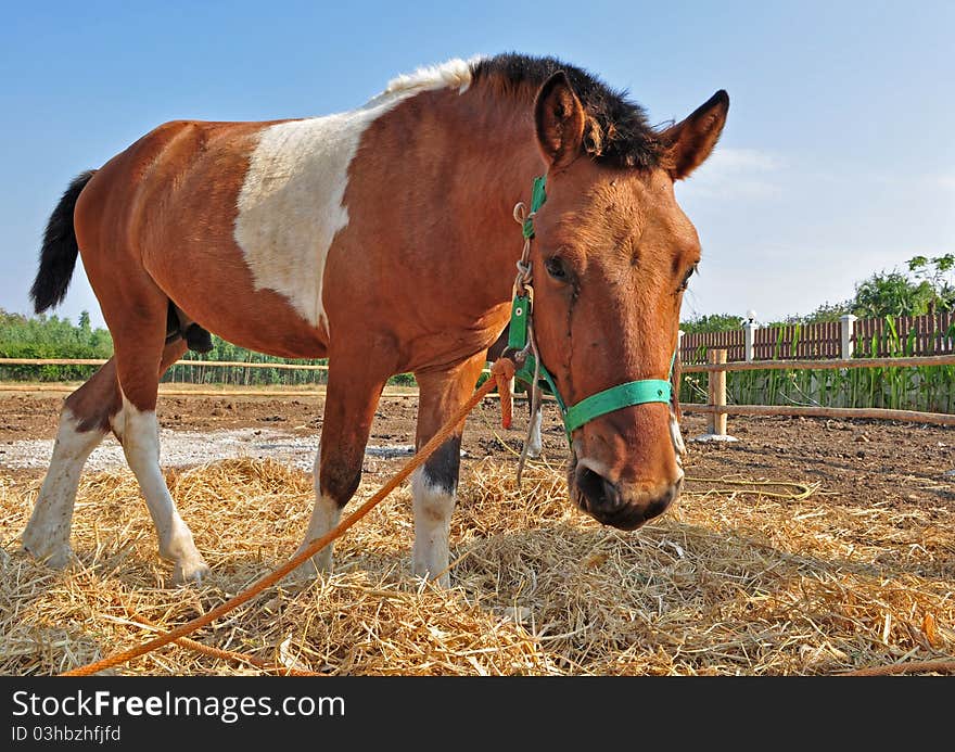 Chestnut horse with green halter in farm