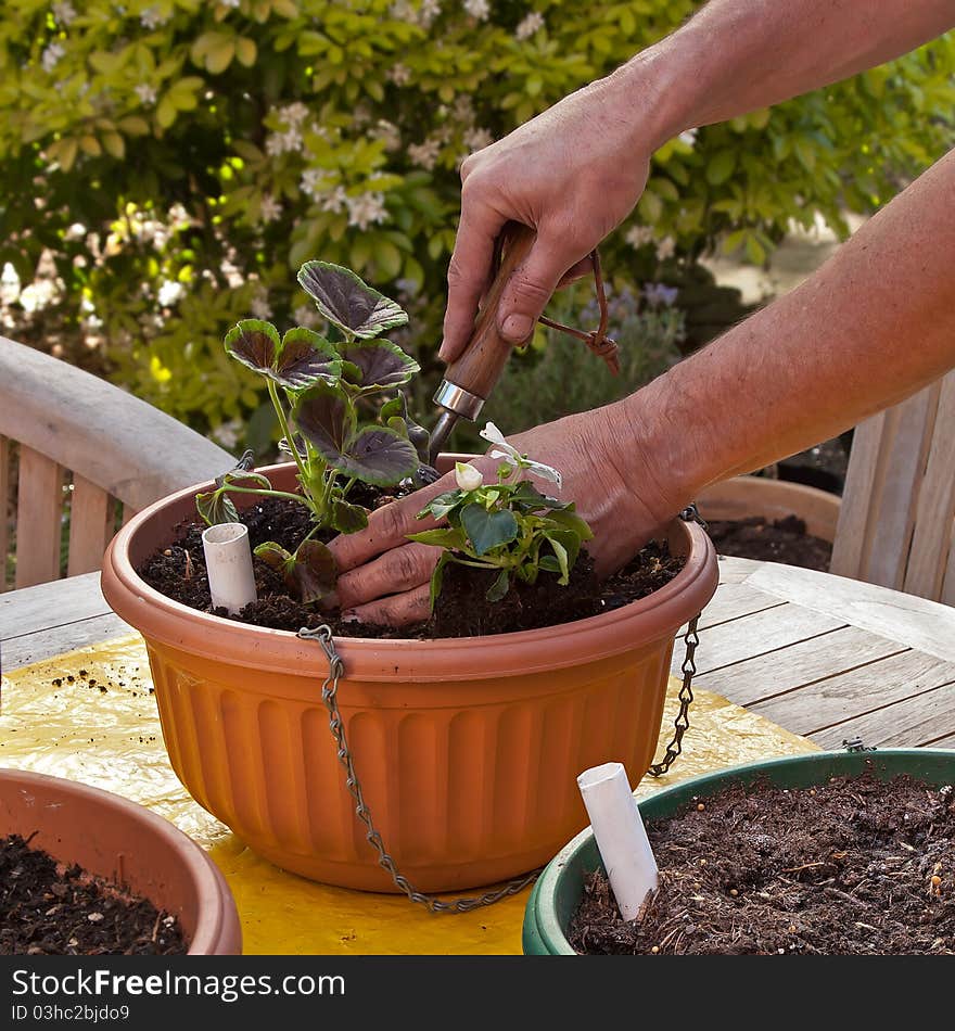 Man Planting Hanging Basket With Flowers Summer