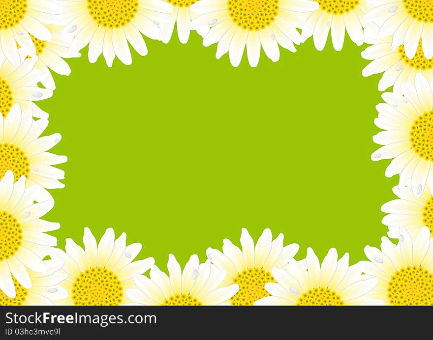 Daisy isolated on a green background. Daisy isolated on a green background