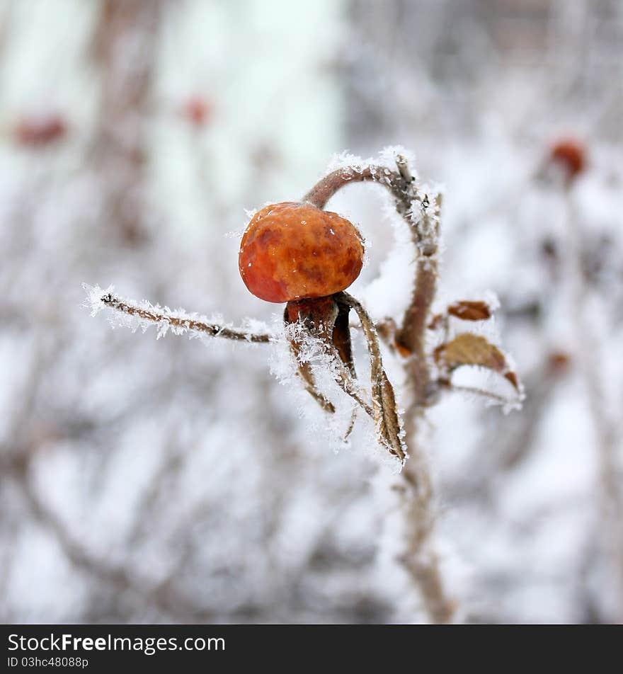 Dogrose in hoarfrost