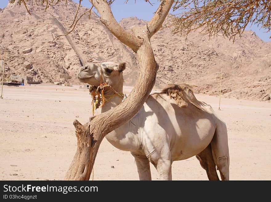 A cammel at Namibia Desert