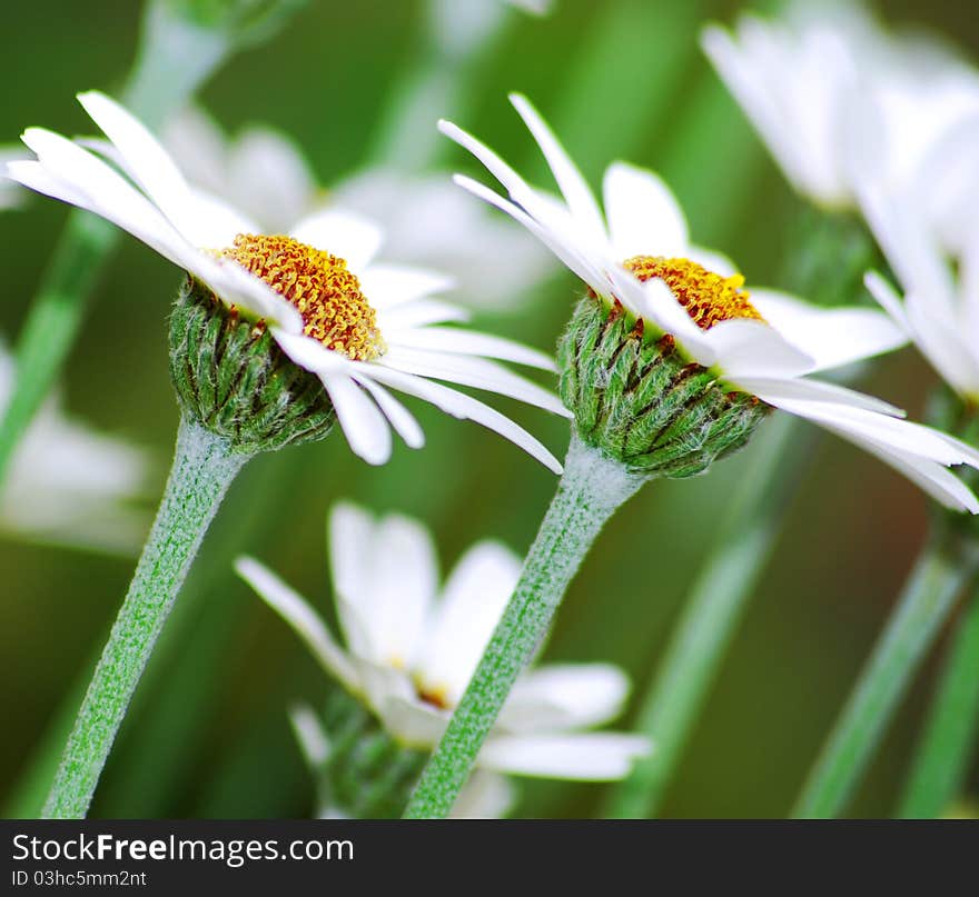 2 Daisies in the spring sun shine . 2 Daisies in the spring sun shine