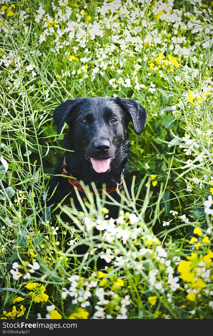 Over my local fields Posing in the natural sunlight with very wet fur!. Over my local fields Posing in the natural sunlight with very wet fur!