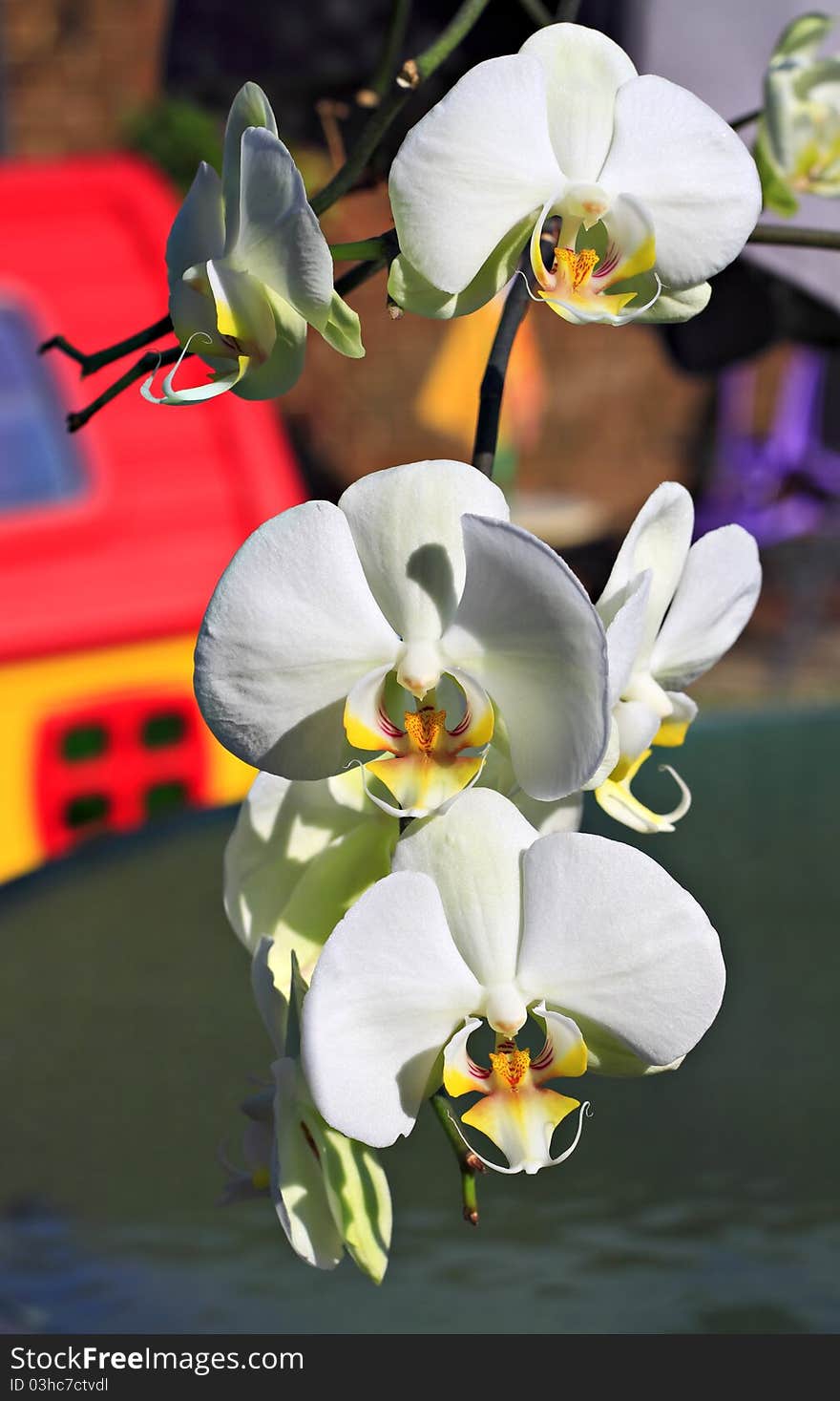 Close-up of a branch of an orchid.