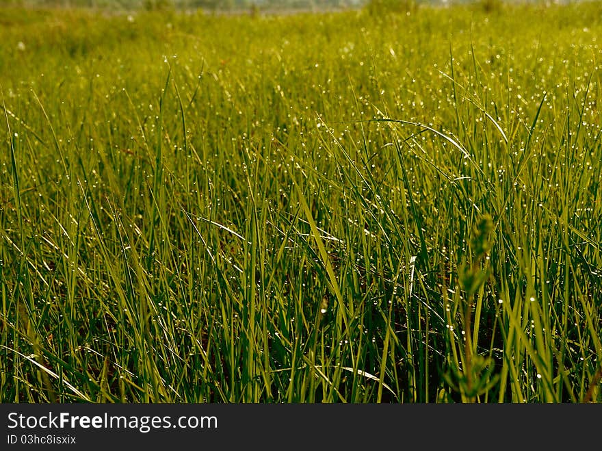 Morning dewy grass