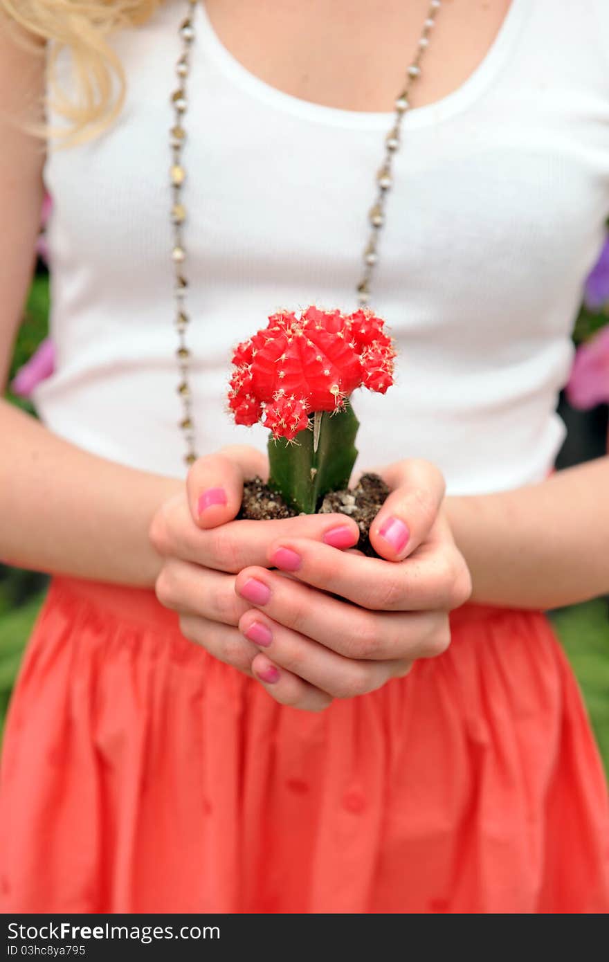 Woman's hands holding cactus in soil. Woman's hands holding cactus in soil