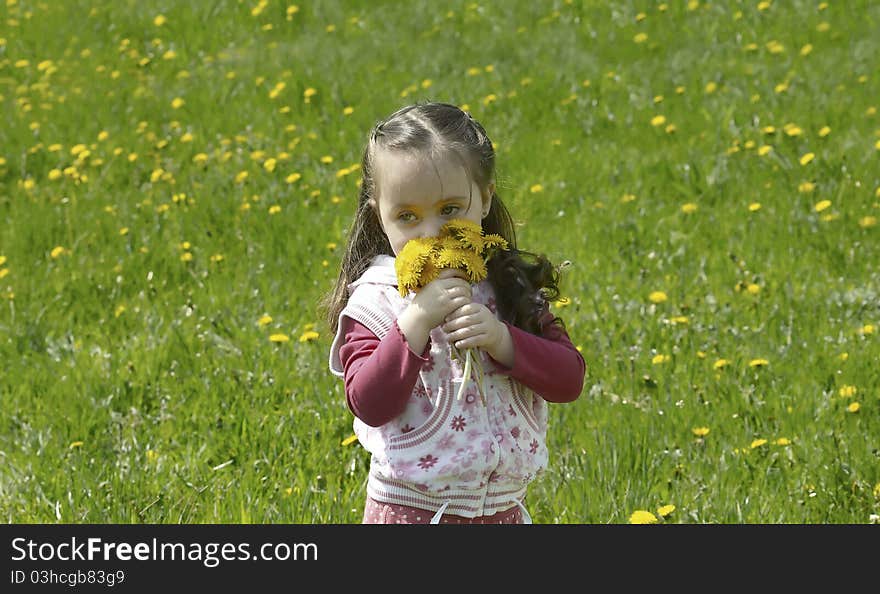 Little child collects yellow flowers (Dandelions) on a meadow. Little child collects yellow flowers (Dandelions) on a meadow