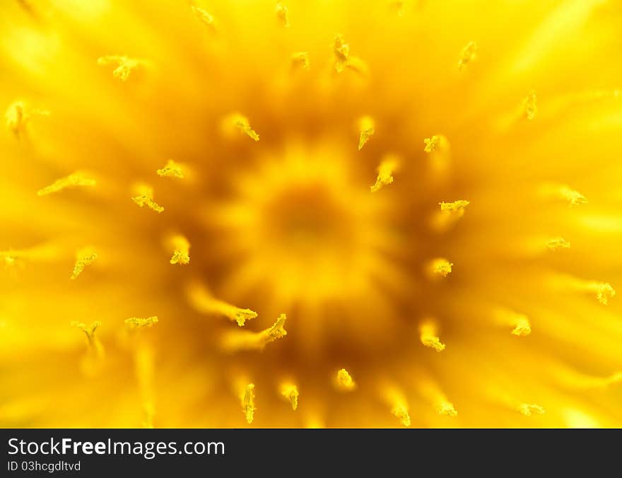 Macro shot of dandelion