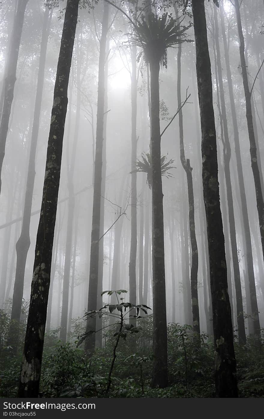 Tropical forest in the evening on Bali, Indonesia