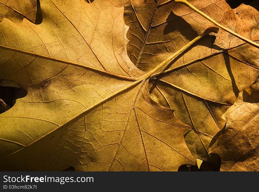 Close up of a Autumn leaves texture