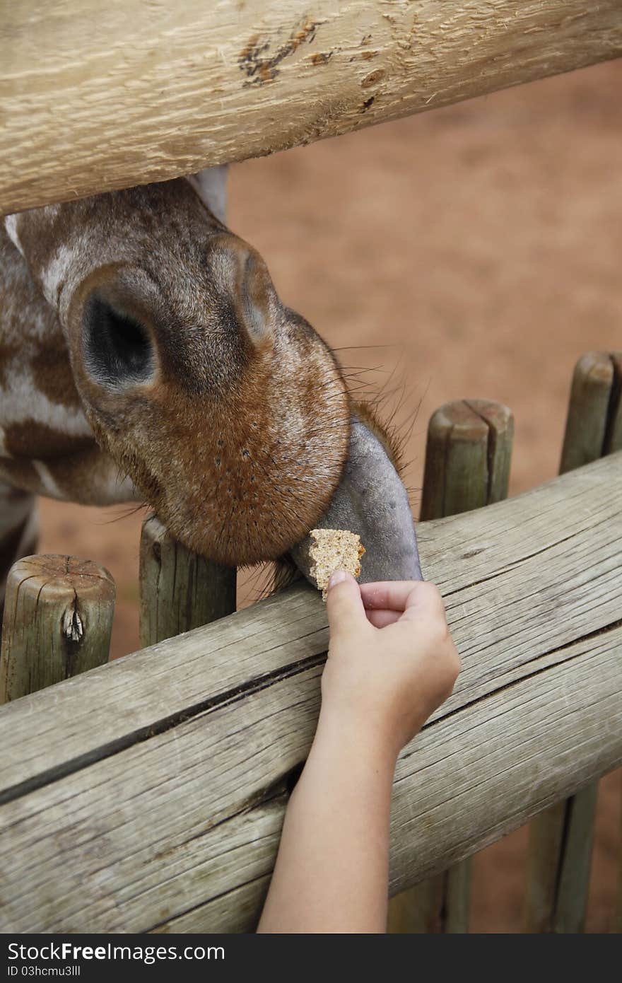 Feeding the Giraffes