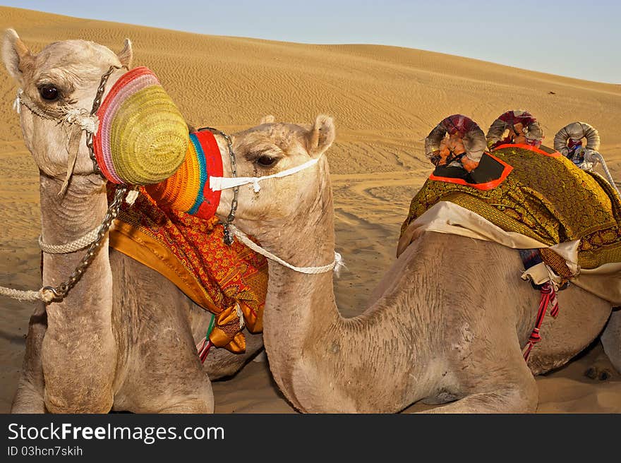 Two camels in the desert