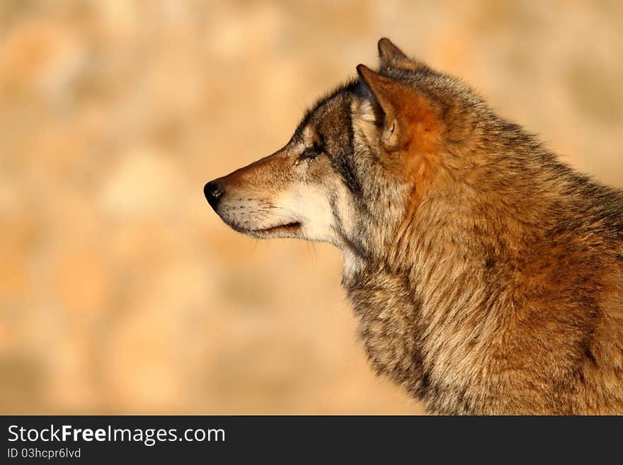 Gray wolf