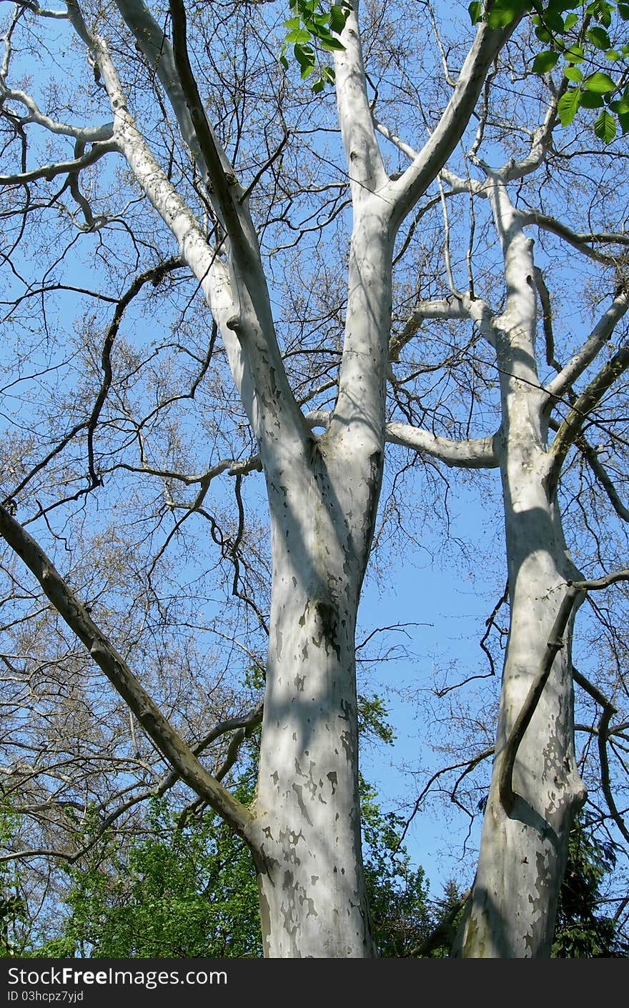 Platanus Orientalis - old Plane tree branches detail against blue summer  sky