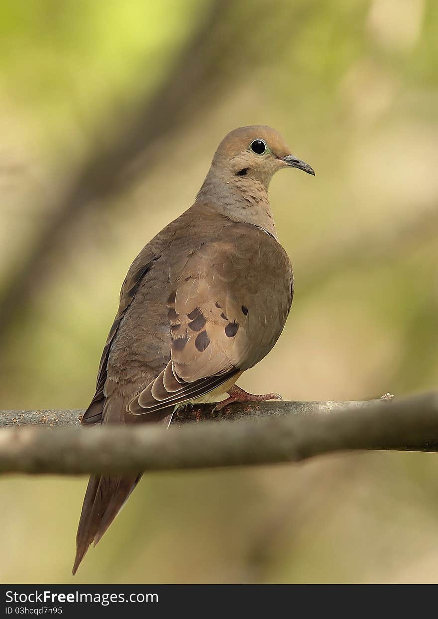 Mourning Dove (Zenaida macroura)