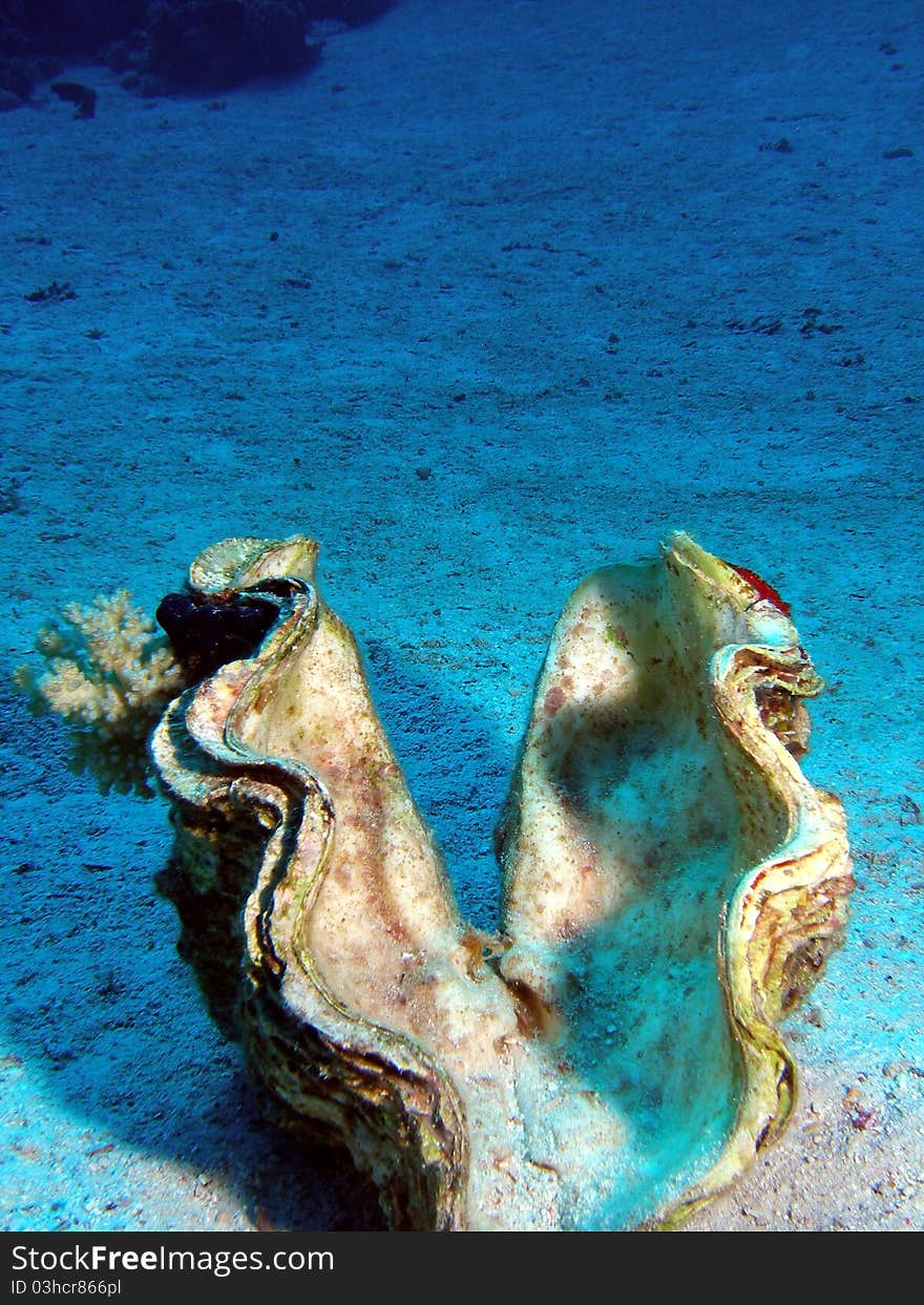 Taken in the red sea in 2008 of an open. Taken in the red sea in 2008 of an open