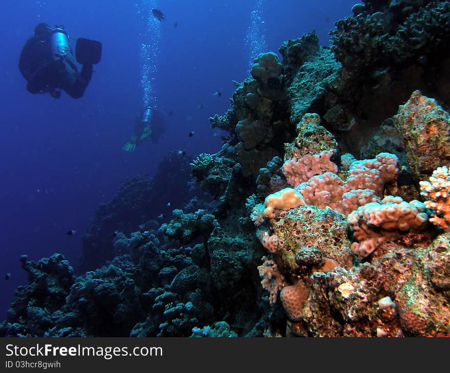 Diving in the red sea