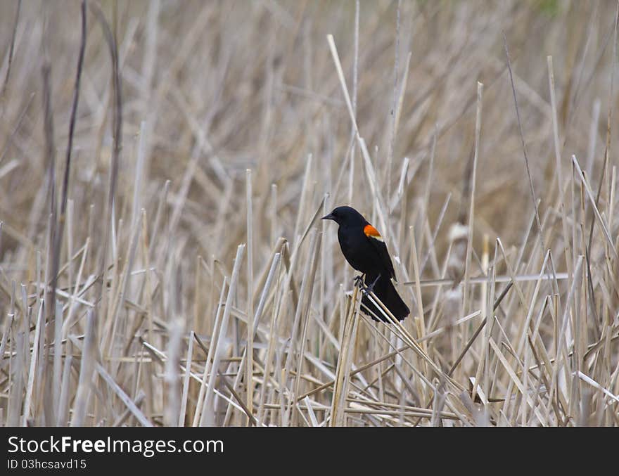 Red-winged Blackbird