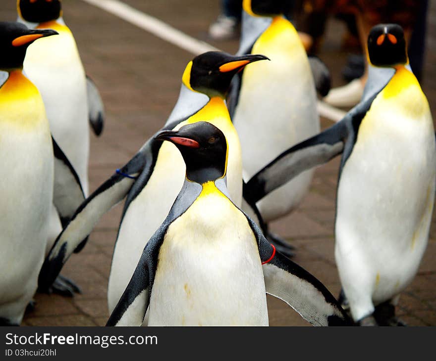 King penguin in zoo of Japan