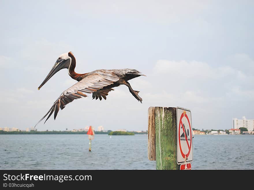 Pelican in flight