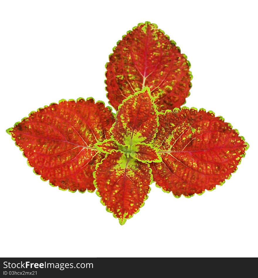 Isolated red leaves on white