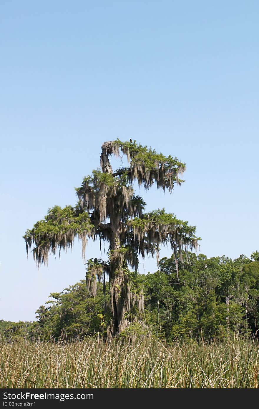 Cypress Tree With Nesting Bird