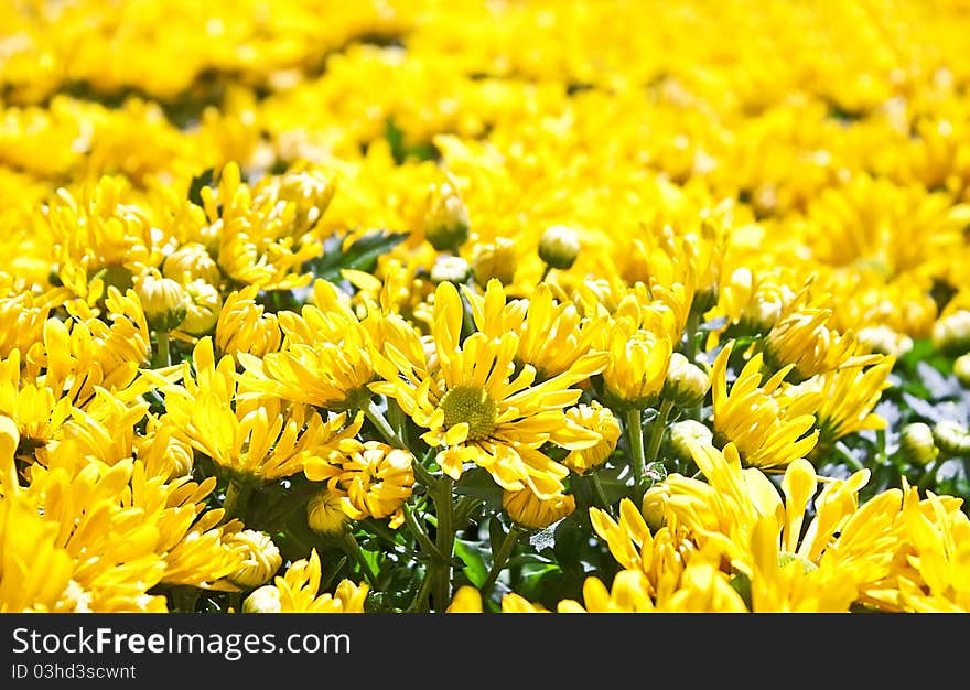 Field of yellow flowers, background