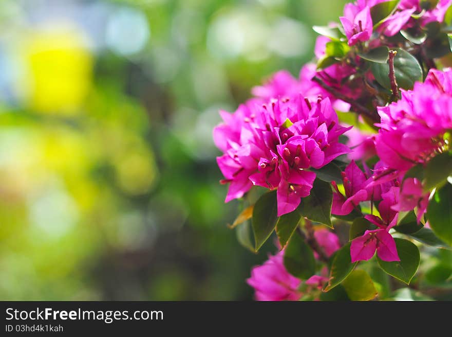 Purple Paper flower or Bougainvillea