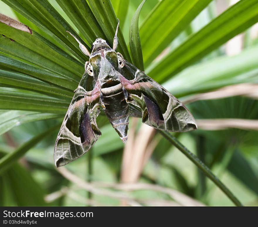 Insect's disguise on the green leaves