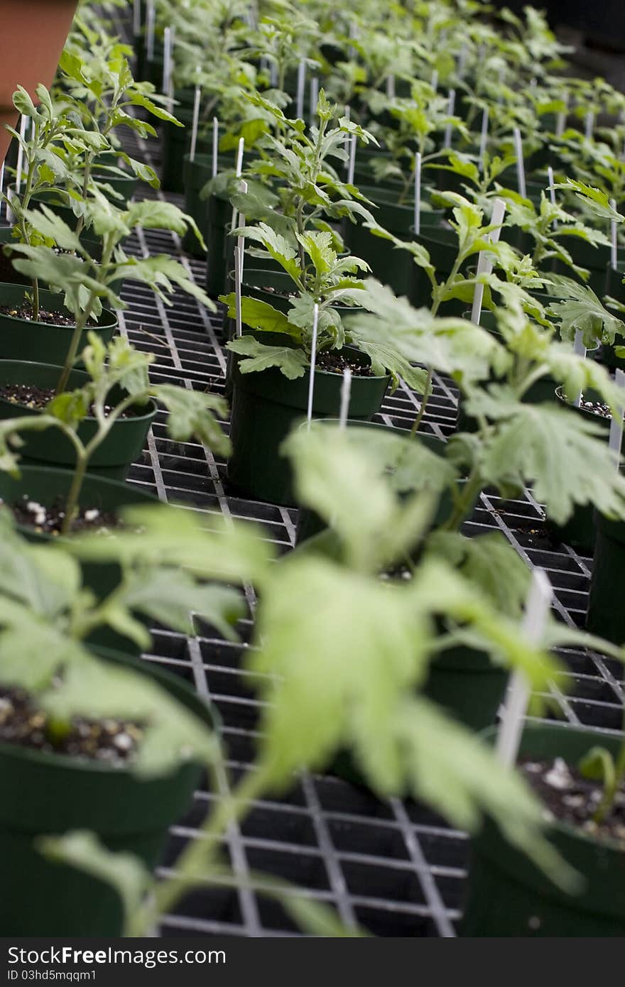 Row of young green plants growing in a greenhouse. Row of young green plants growing in a greenhouse