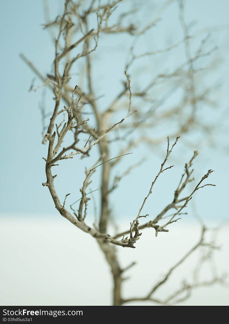 Macro image of a bare tree in a wintery scene. Macro image of a bare tree in a wintery scene