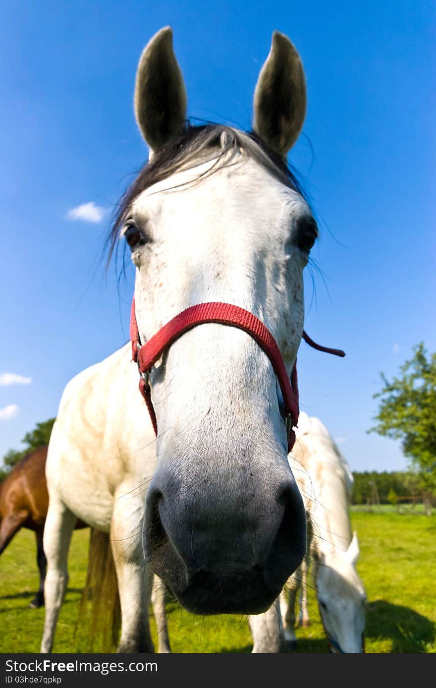 Beautiful Horse in a Green Meadow in sunny day