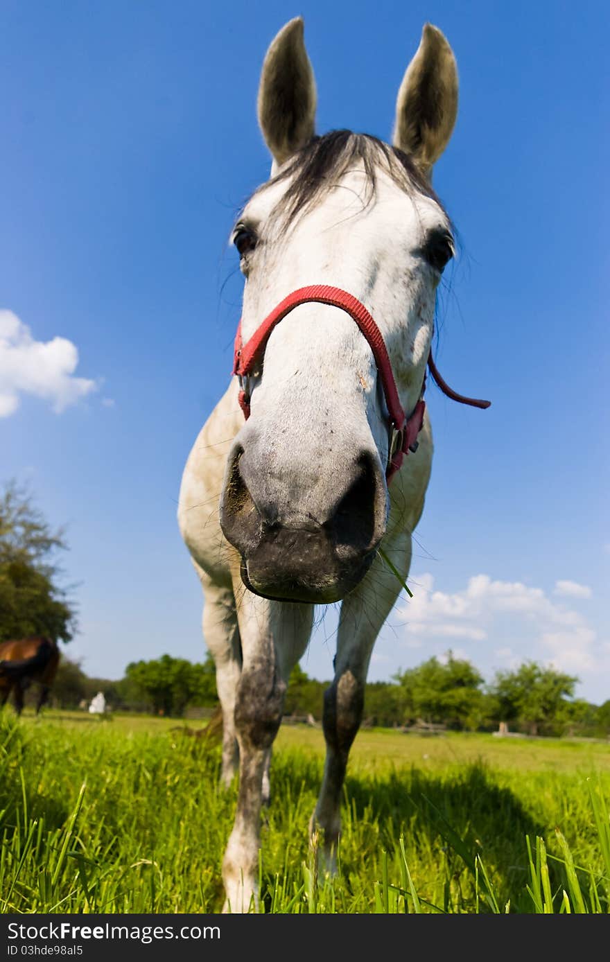 Beautiful Horse in a Green Meadow in sunny day