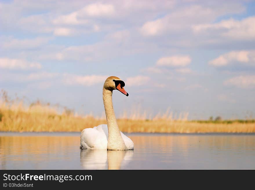 Swan on blue lake water in sunny day, swan on pond