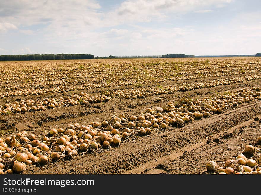 Harvest company (onions)