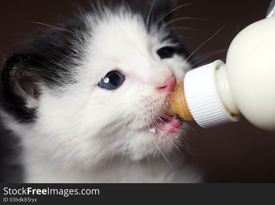 A Lovely Cat Drink milk