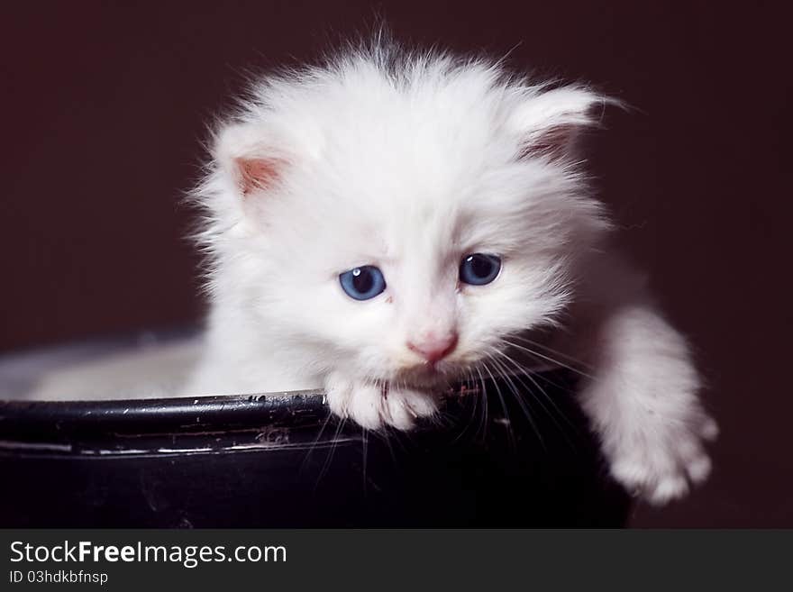 A Lovely Cat white color