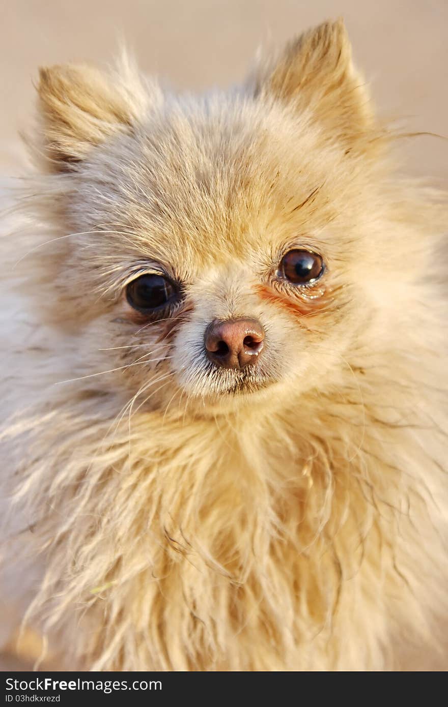 Closeup of a cute dog in the sunlight