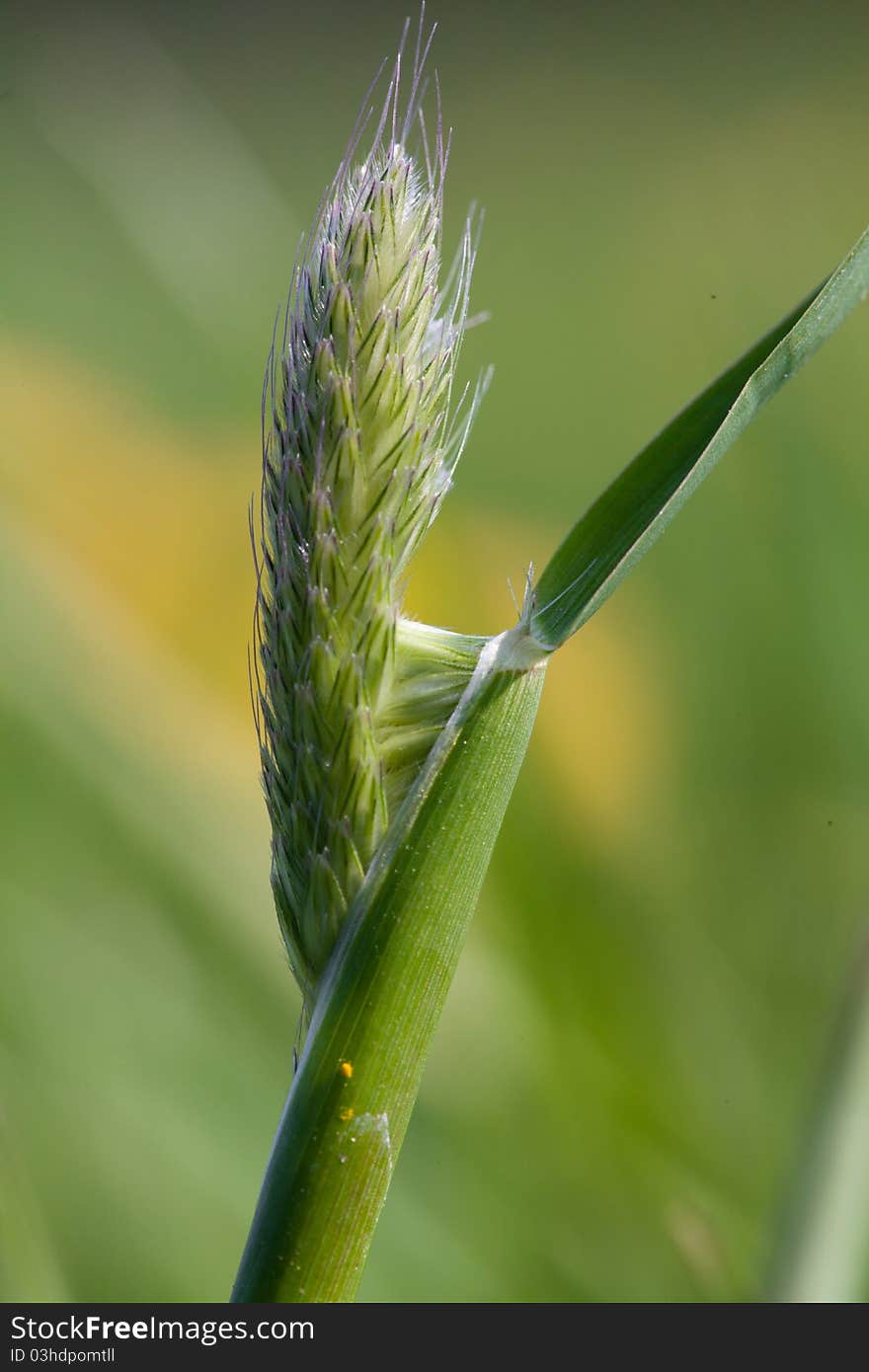 Young ear of corn