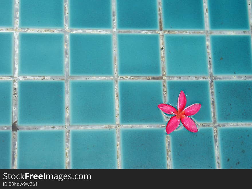 This is a Plumeria flowers on pool.