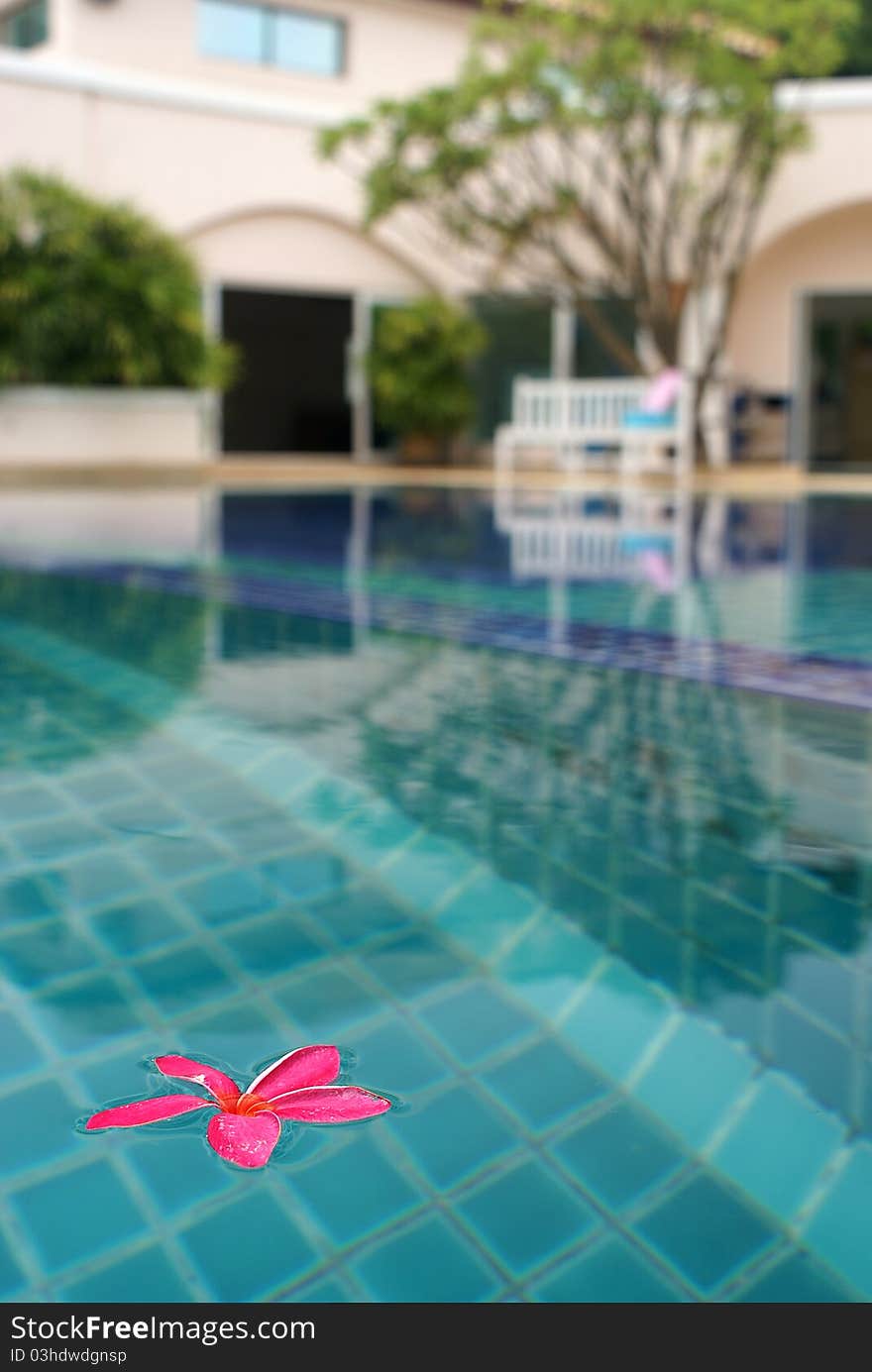 This is a Plumeria flowers on pool. This is a Plumeria flowers on pool.